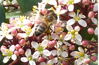 abeille sur fleurs blanches