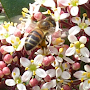 Abeille sur fleurs