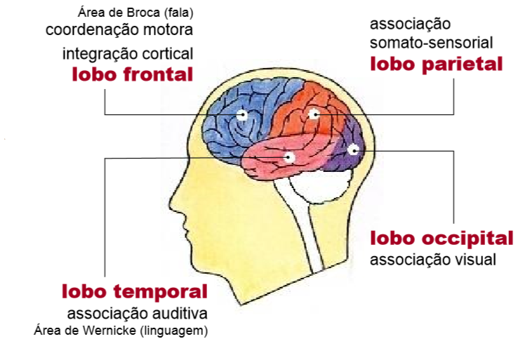 porque sou gente: Cérebro