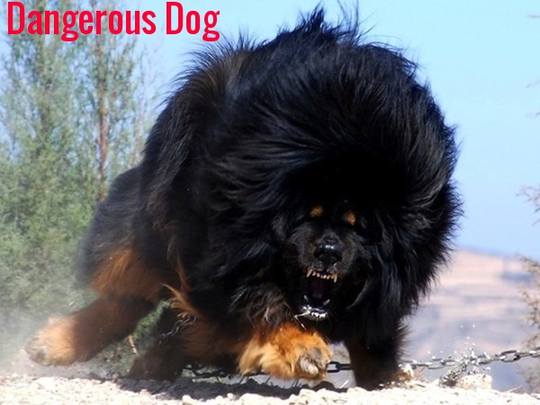 Amazing World Top 10 Most Dangerous Dogs In The World