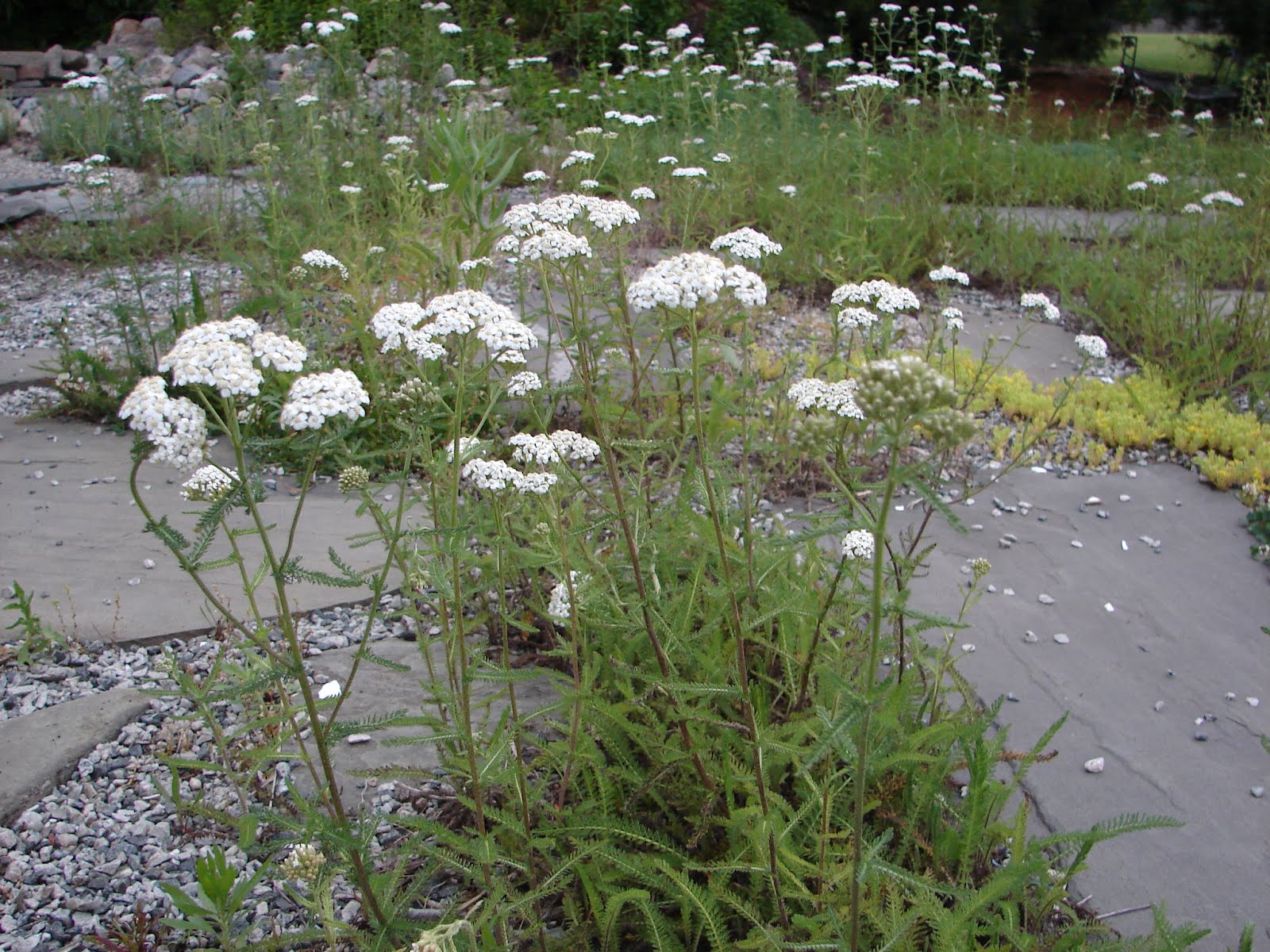 One Love Farm Yarrow
