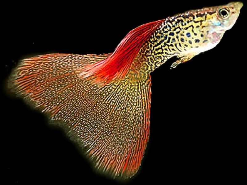 Gambar Ikan Guppy Delta Tail-Varigated Snakeskin Delta Tailed Guppy