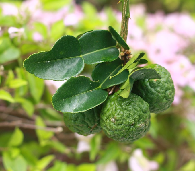 How to grow and care for a kaffir lime tree on SeasonWithSpice.com