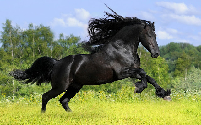 Prachtig groot zwart paard in het weiland