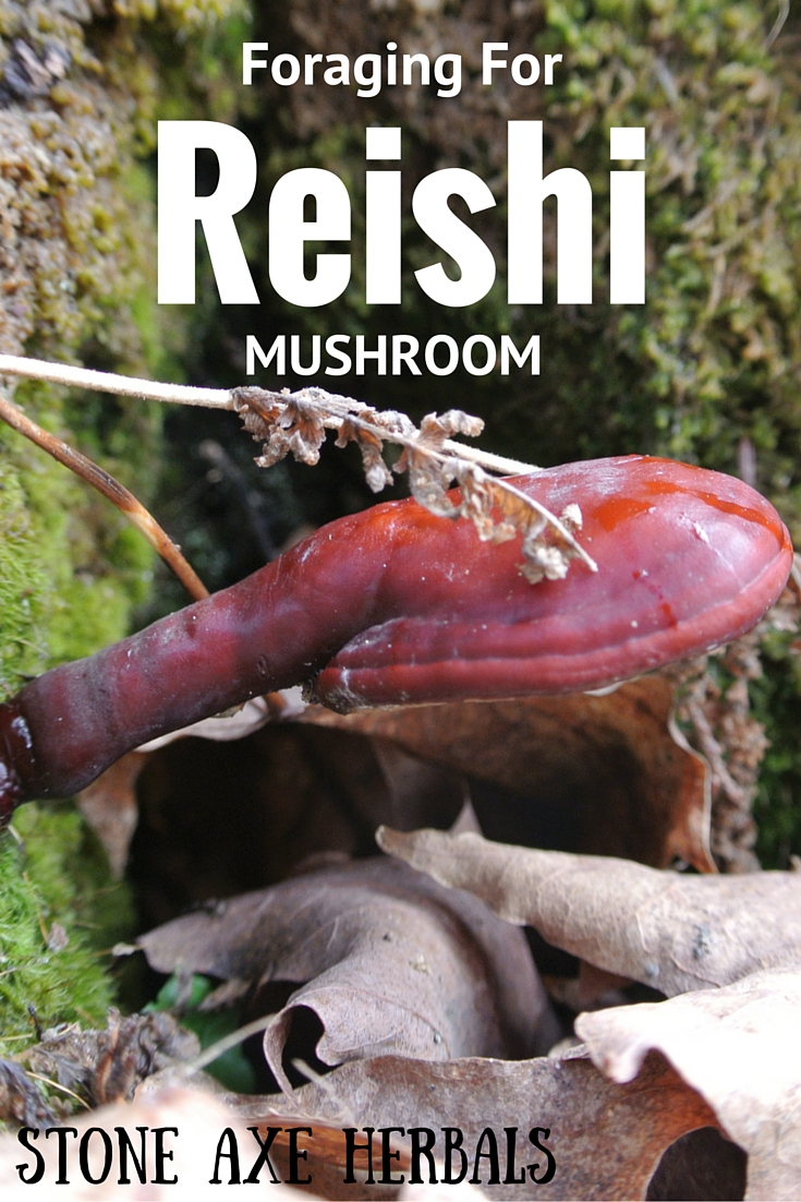 Foraging For Reishi Mushroom