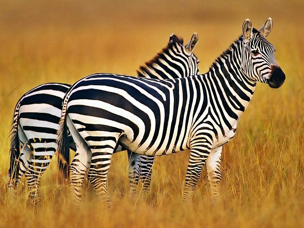 Nama Hewan Huruf Anak Cemerlang Gambar Zebra Animasi