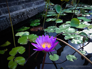Natural Beauty Purple Lotus Flower At The Lotus Pond Of Buddhist Monastery In Bali Indonesia