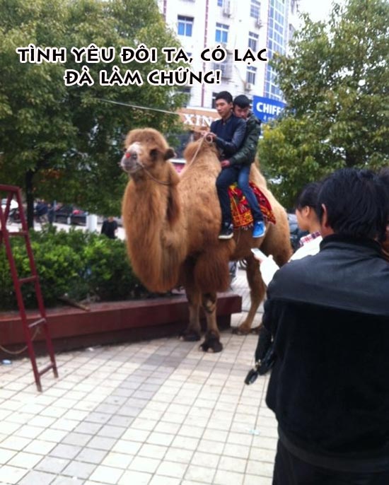 Ảnh hài hước 2 chàng trai yêu nhau trên lưng lạc đà Ảnh hài hước 2 chàng trai yêu nhau trên lưng lạc đà