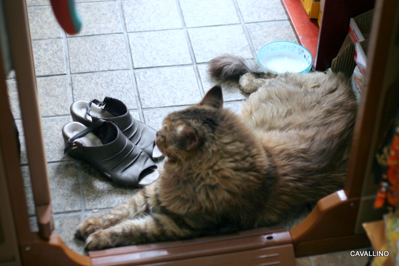 Cavallino 猫 ねこ ネコ 父よあなたは強かった じーじとジェードの場合