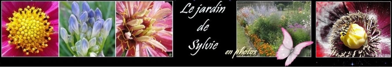 Le jardin de Sylvie en photos