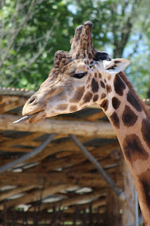 domani andiamo a GIraffa Zoom