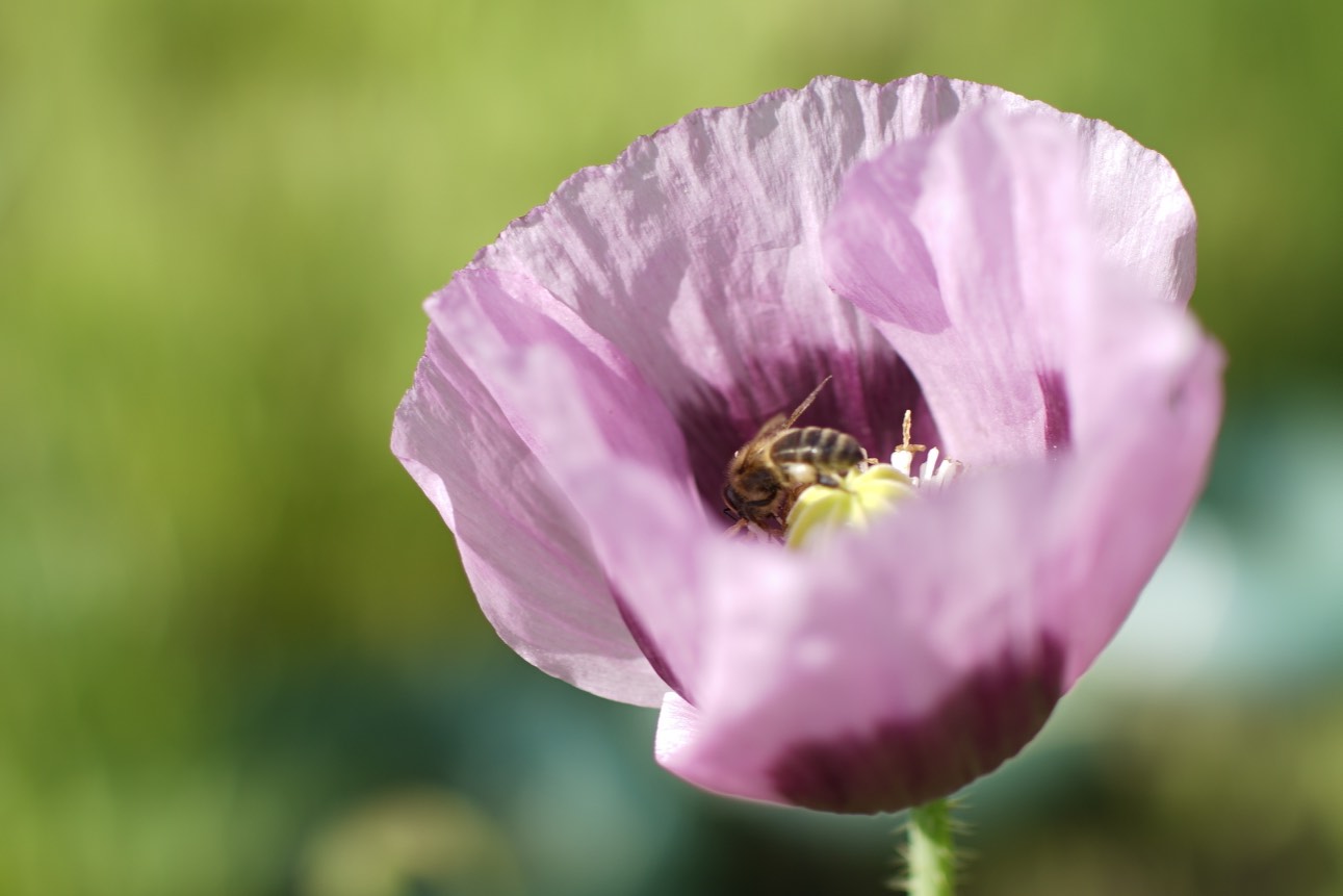 Oele Garten Mohn und Ringelblumen im Gemüsegarten
