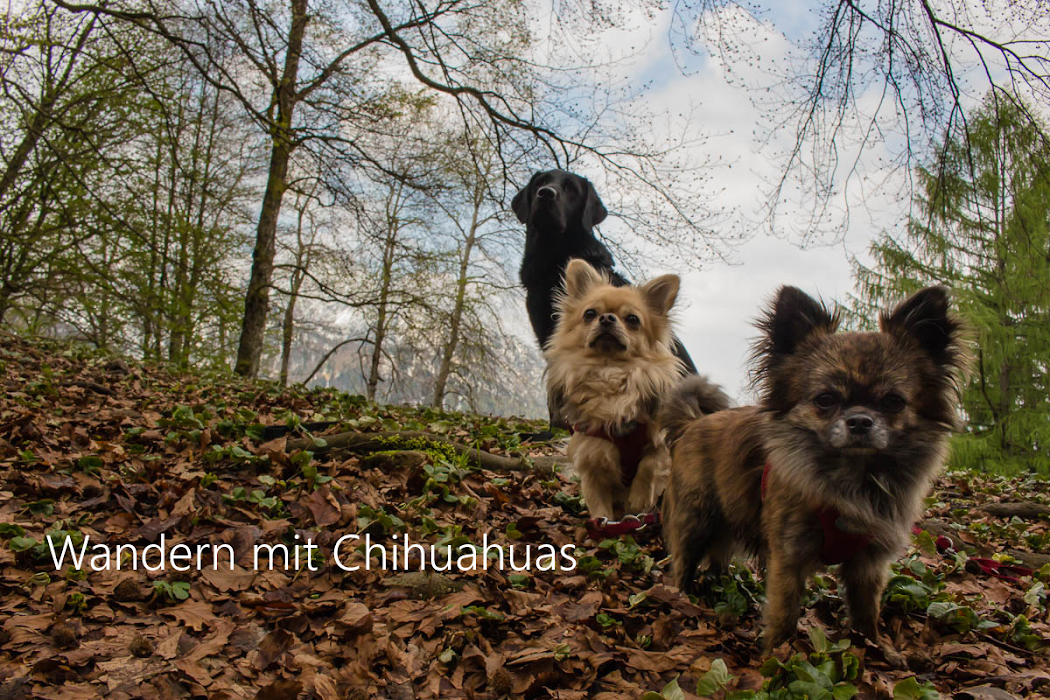 Wandern mit Chihuahuas