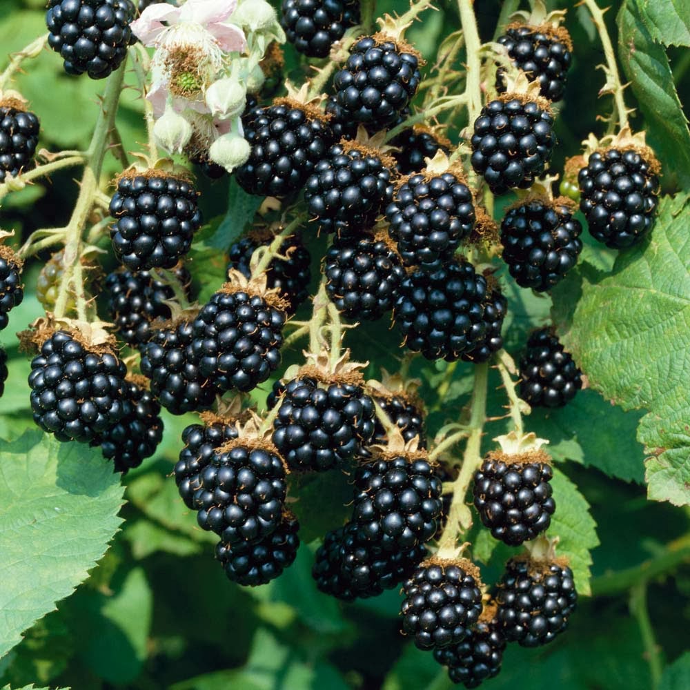 Blackberry Fruit Wallpapers Hd Wallpapers Funny Videos Hot