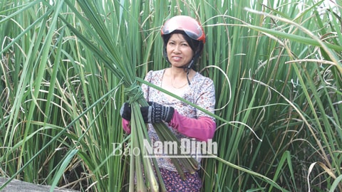 Các món ăn từ củ cây Niễng dành cho người cao huyết áp Các món ăn từ củ cây Niễng dành cho người cao huyết áp