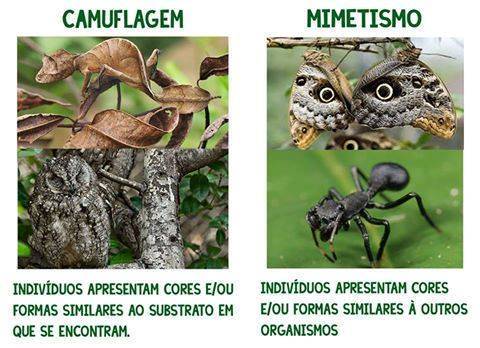 Resultado de imagem para mimetismo - imagens