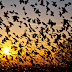 The Mystery of Bird Suicide in Jatinga, Assam, India