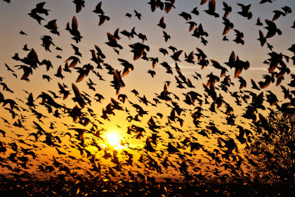 The Mystery of Bird Suicide in Jatinga, Assam, India