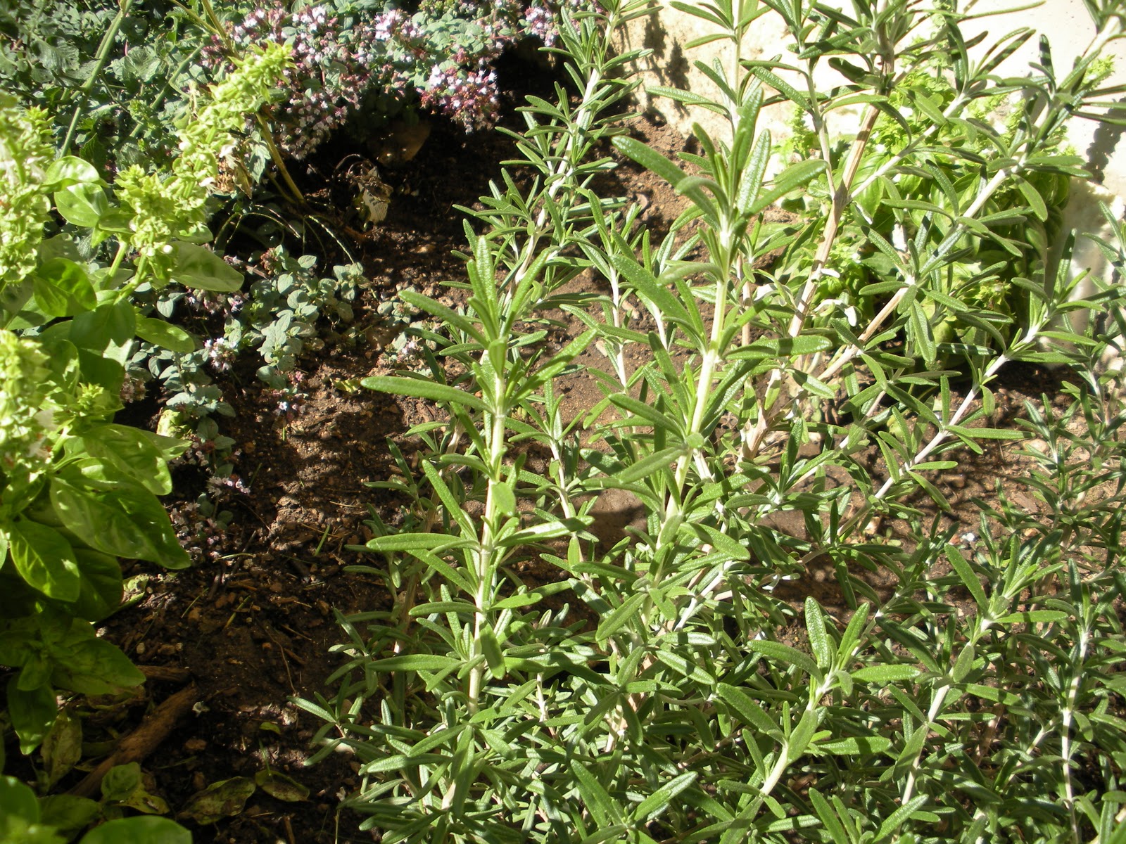 School of Eating Good Herbs whenever you need them