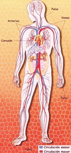 Sistema Circulatorio Imagen del Sistema Circulatorio indicando sus circulaciones