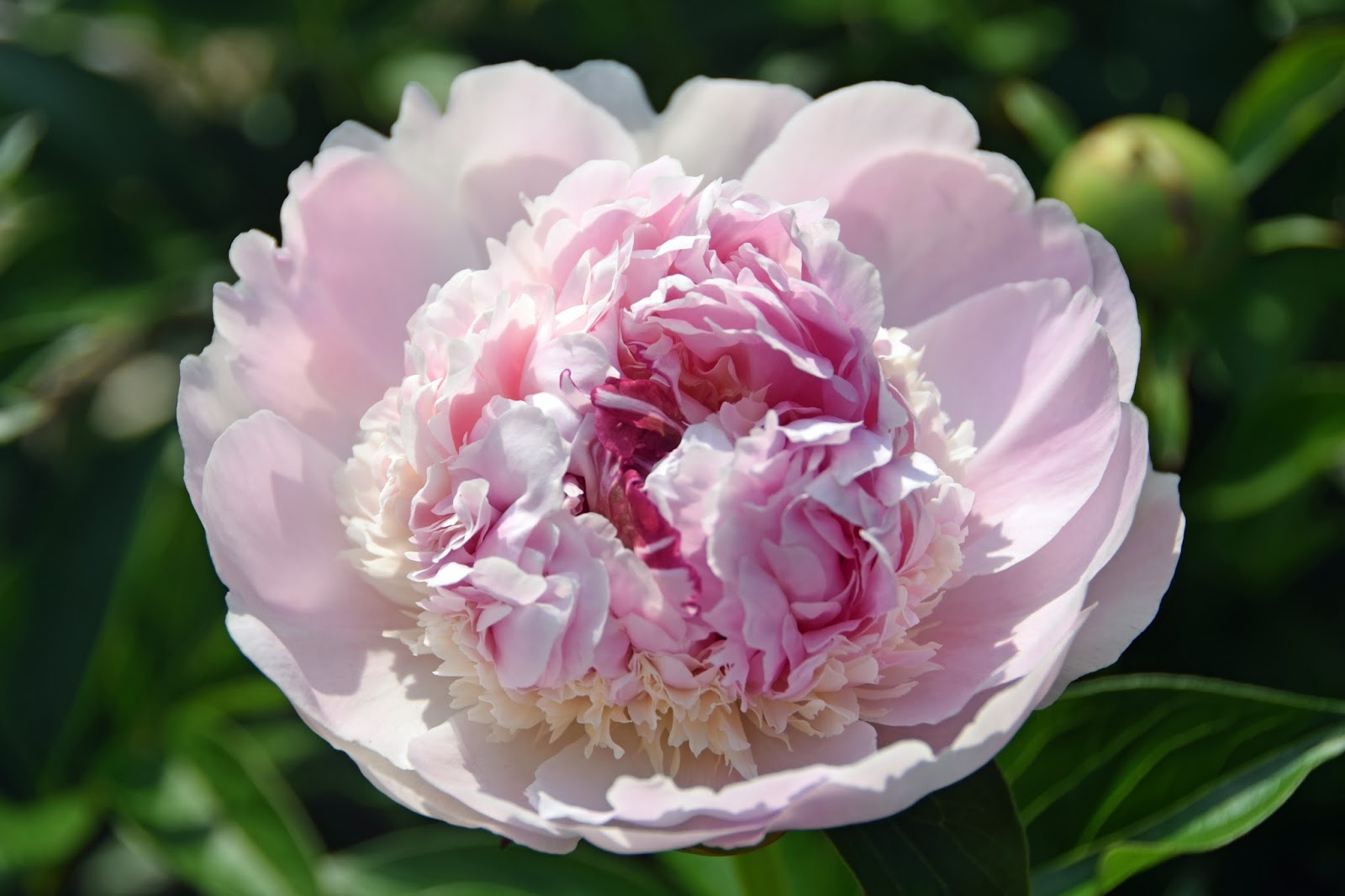 Southern Peony 2017 Peony Blooms Week 5 Late Mid Season