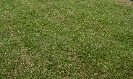 Rumah Nyaman dan Indah: Mengenal jenis-jenis rumput taman