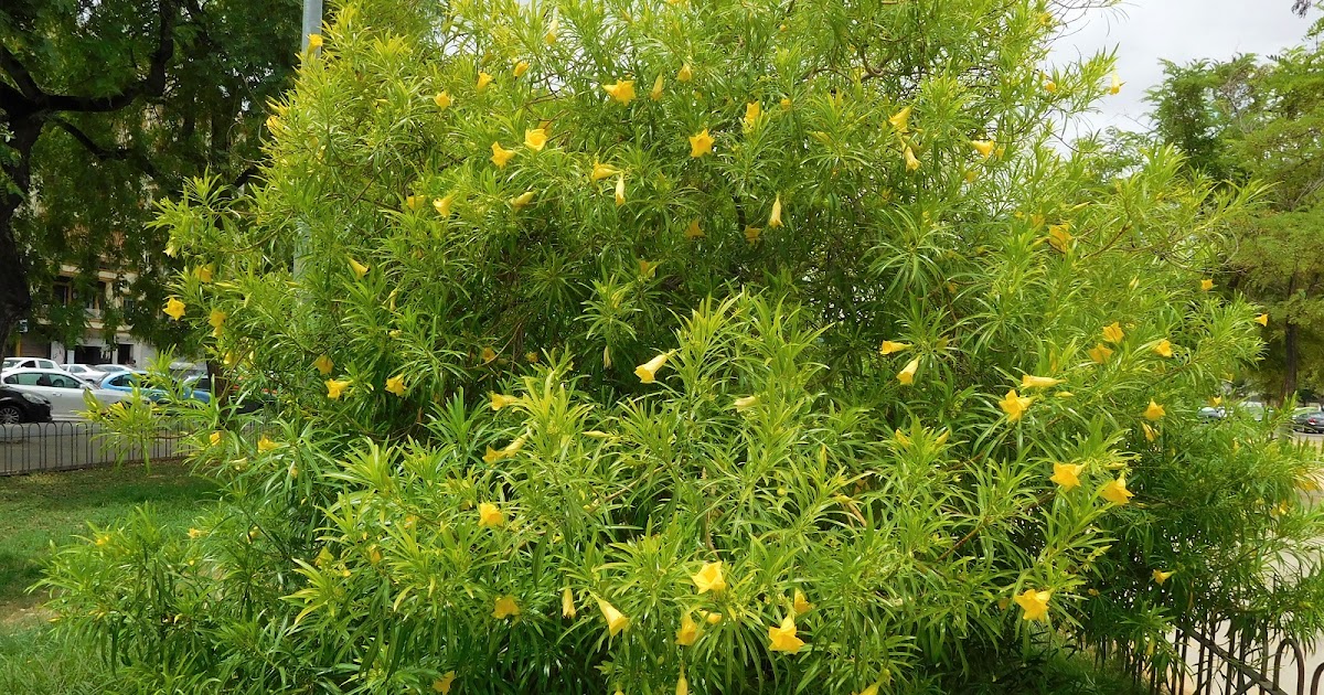 elarbolmiamigoencinarosa Campanilla amarilla / Thevetia peruviana elarbolmiamigoencinarosa Campanilla amarilla / Thevetia peruviana