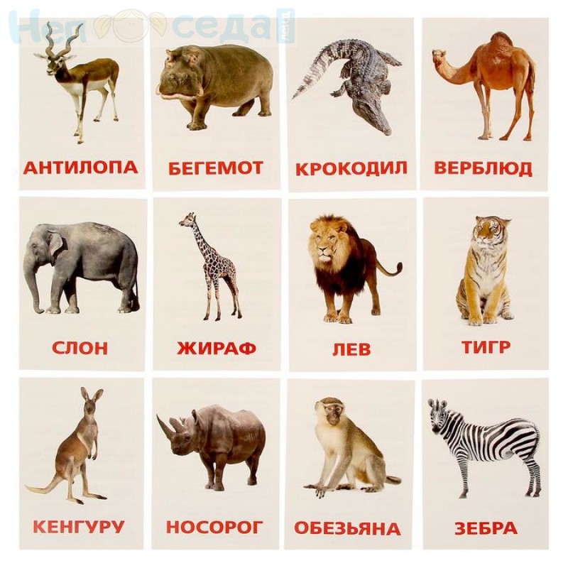 "ЛОГОПЕД и Я": ЖИВОТНЫЕ ЖАРКИХ И ХОЛОДНЫХ СТРАН.