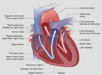 cara kerja jantung, kerja jantung, anatomi fisiologi jantung, Blog Keperawatan