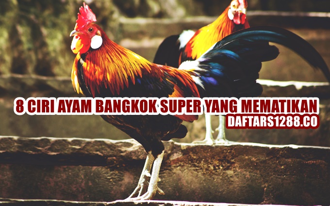 Ayam bangkok super Ayam bangkok super