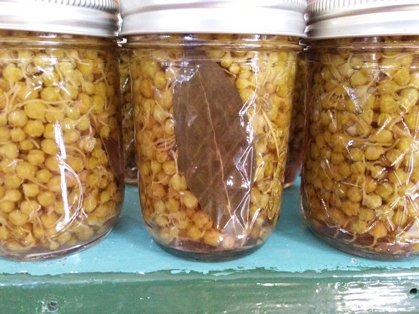 Southern Forager Canning Pickled Milkweed Bud Capers