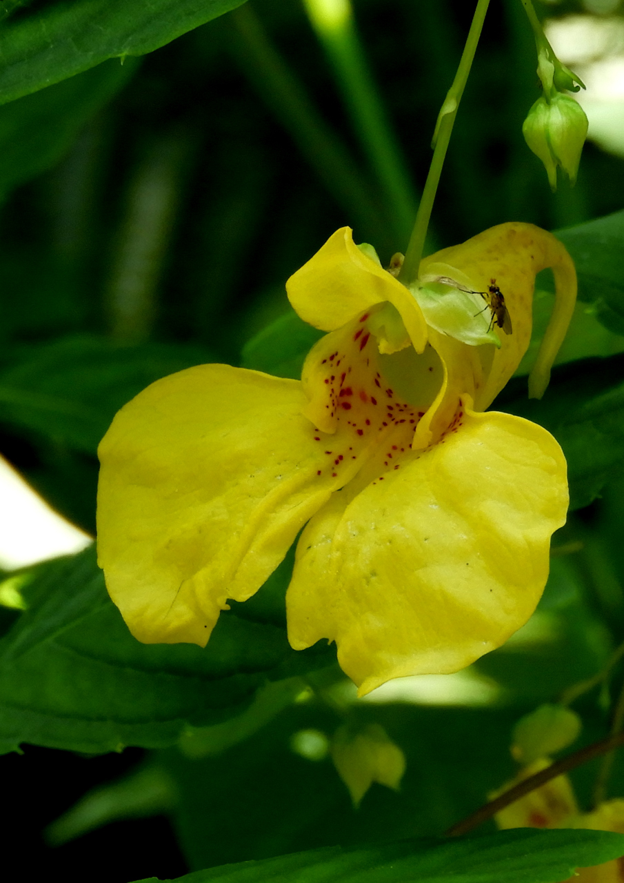 裏山さんぽ 金沢自然公園 キツリフネソウ咲いてます ２０１７ ６ ９