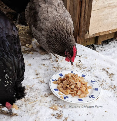 chickens eating a scoby.