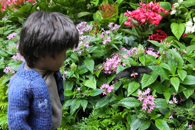 http://holidayswithhenry.blogspot.co.uk/2015/04/the-butterfly-garden-in-changi-airport.html