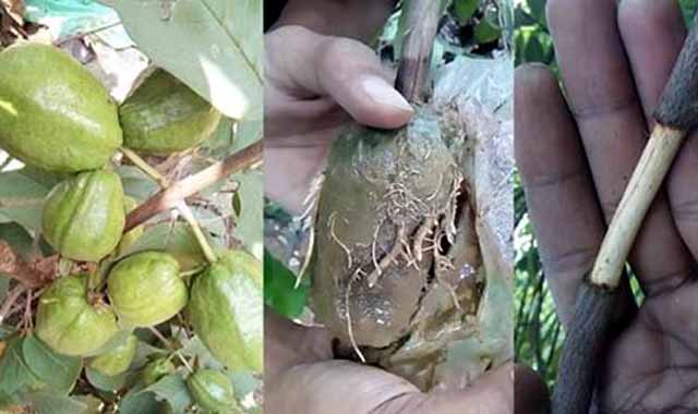 The method of clogging pine in the tree গাছে গুটি কলম করার পদ্ধতি