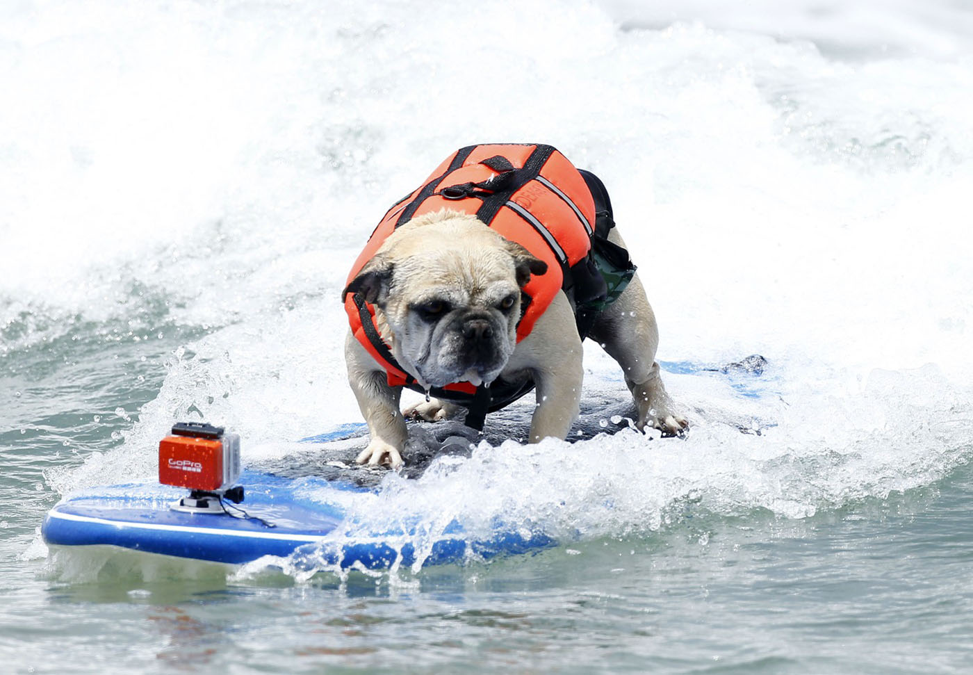 Offshore Winds Surfing Dogs