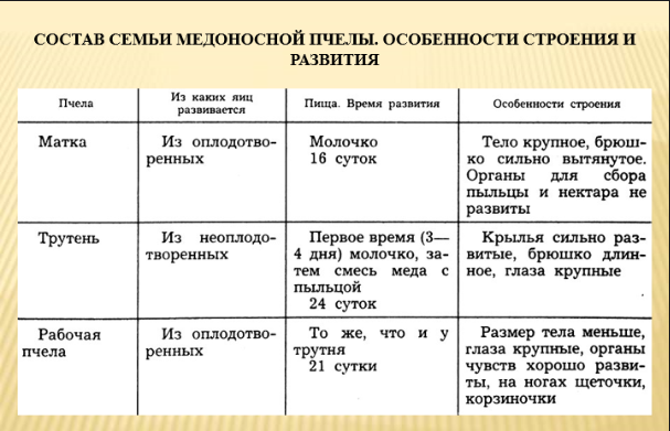 Размножение пчелы трутень матка. Матка в пчелиной семье. Общественные насекомые пчелы и муравьи. Стадии развития медоносной пчелы. Стадии развития рабочей пчелы.