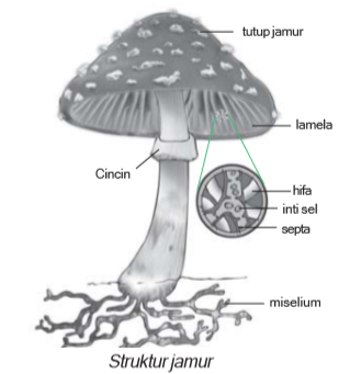 Jamur (Fungi) : Ciri-ciri dan Klasifikasi Jamur (Materi Pelajaran ... Jamur (Fungi) : Ciri-ciri dan Klasifikasi Jamur (Materi Pelajaran ...