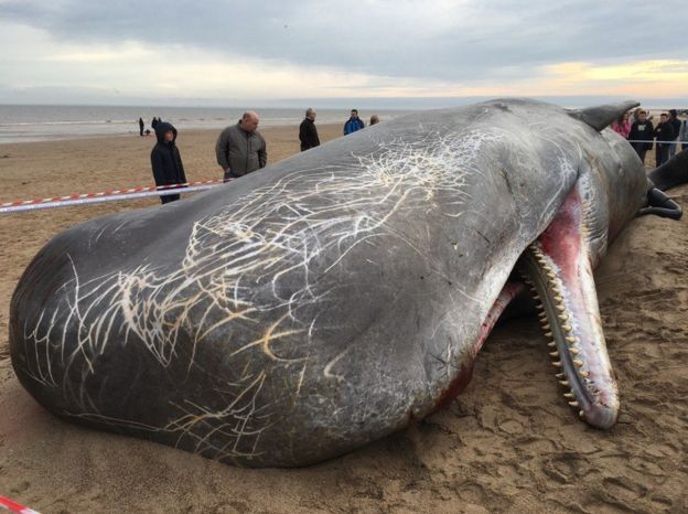 9 Strangest Ocean Phenomena You Wouldn't Believe Actually Exists!