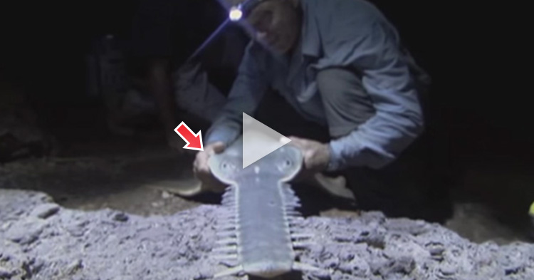 Prehistoric monster, rare Giant Sawfish caught by Biologist