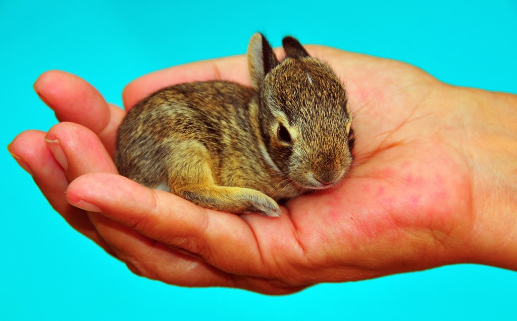 INSIGHT RABBIT BABY RABBIT FOOD