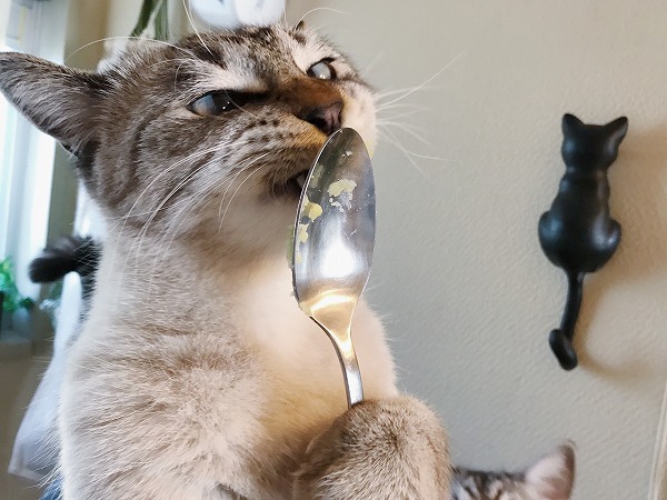 スプーンを抱きしめてさつまいもを舐めるシャムトラ猫