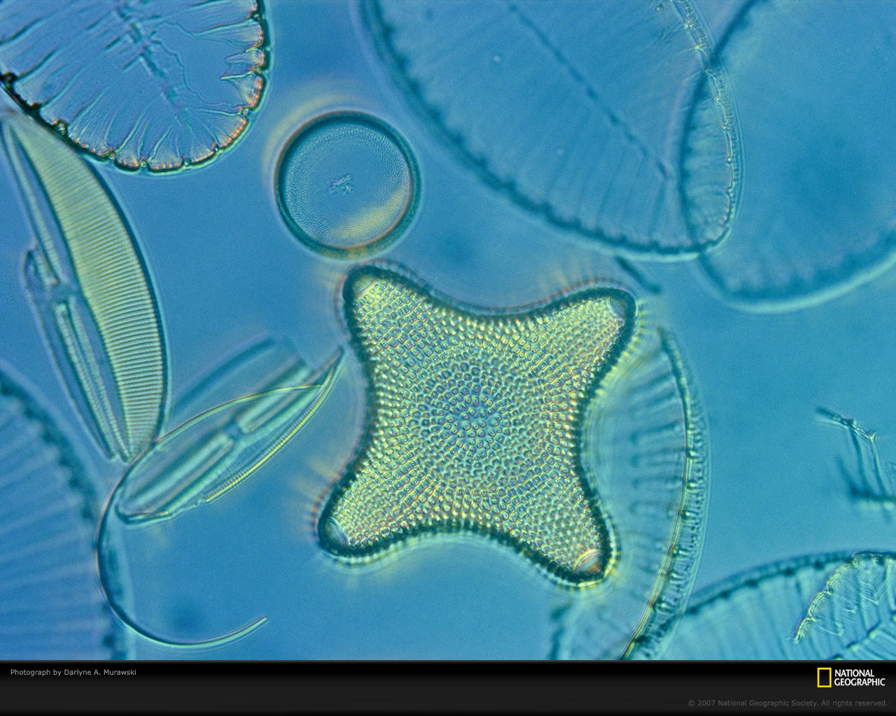 Fitoplâncton visto no microscópio. Saiba mais sobre o Dia dos Oceanos e a importância dos oceanos para vida na Terra!