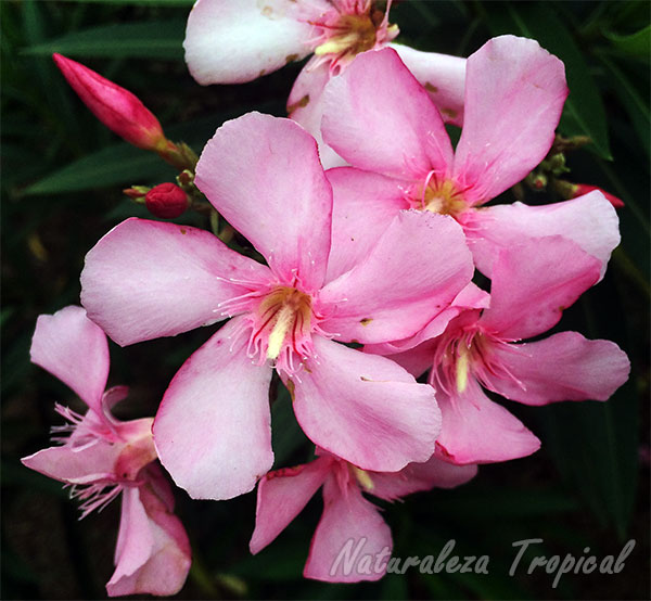 Flores de la Adela (Nerium oleander), una de las plantas más venenosas del mundo