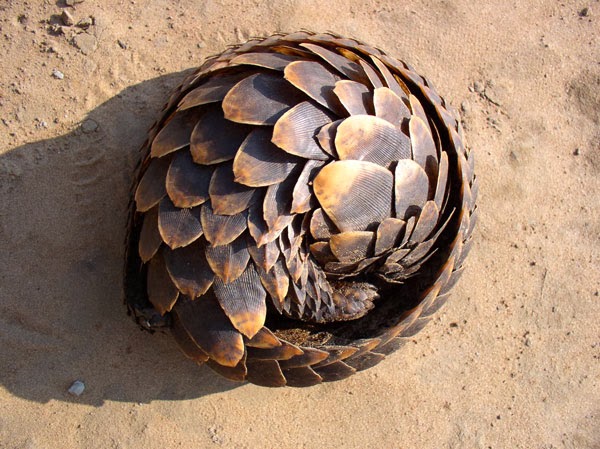 Pangolin curled up into a ball