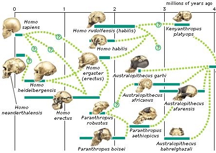 future and cosmos why did they call these tiny brain flow chart of human evolution