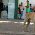 Cachorro está há dias na porta do Tarcísio Maia à espera do dono que faleceu