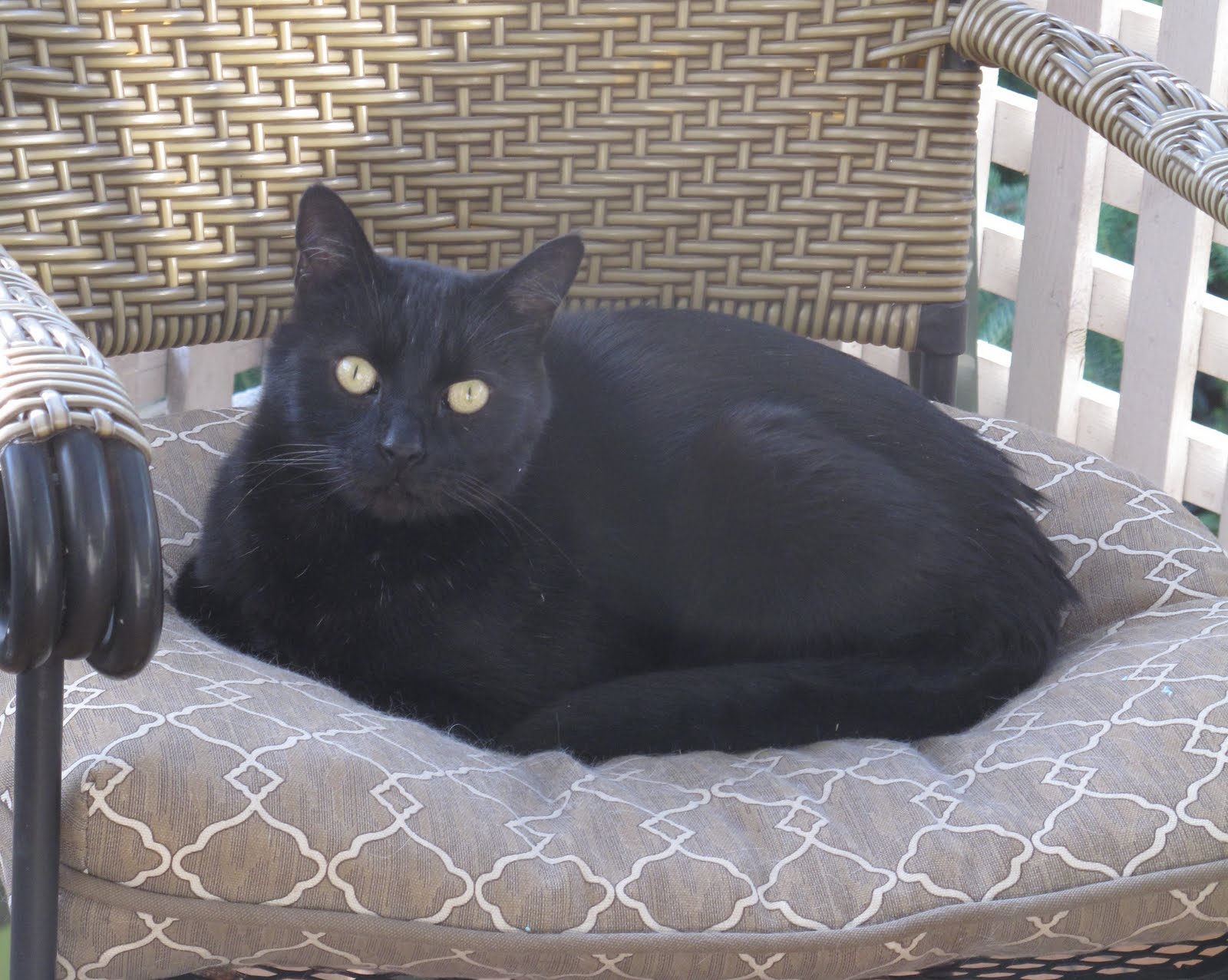 how-to-find-a-lost-cat-tips-to-find-your-missing-cat-best-ways-to