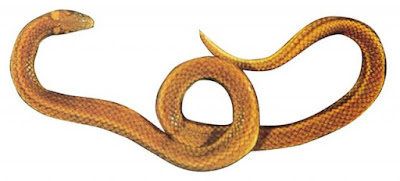 【Chinese Tradition】Snakes in Chinese Mythology