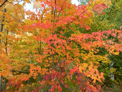 Brilliant autumn maple colours lake muskoka thanksgiving 2012 by garden muses- a Toronto gardening blog Brilliant autumn maple colours lake muskoka thanksgiving 2012 by garden muses- a Toronto gardening blog